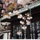 Những từ ngữ xinh đẹp trong tiếng Nhật